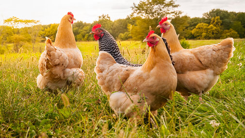 flock of three chickens