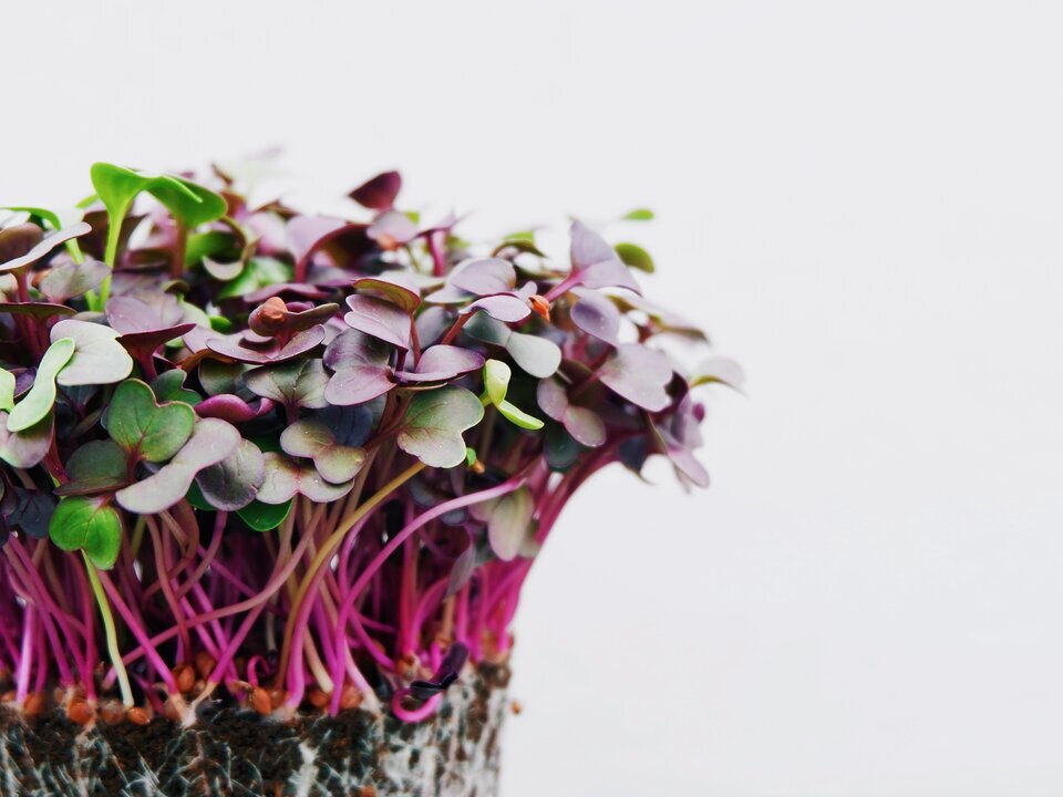 Potato and radish microgreen salad.
